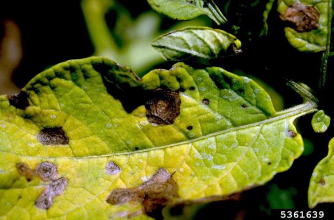 Early blight tomato digital document .jpg